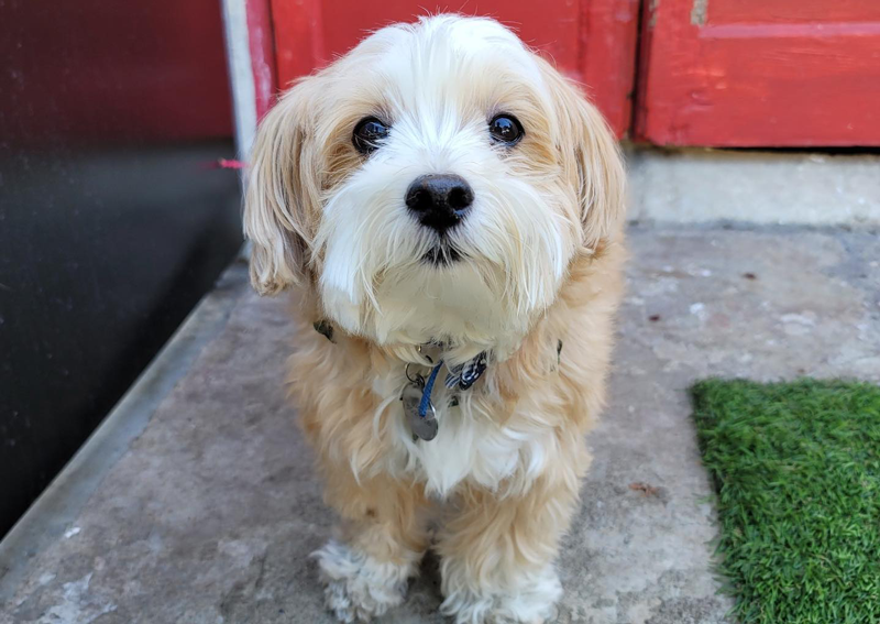 Carousel Slide 2: Caring veterinarians and support staff